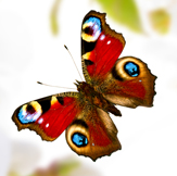 Curious with SEO KEWORDS