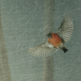 Wonderland with SEO KEWORDS