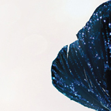 Wonderland with SEO KEWORDS