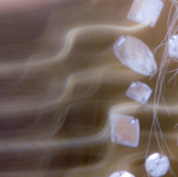 Trazanne with SEO KEWORDS