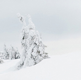 Wonderland with SEO KEWORDS